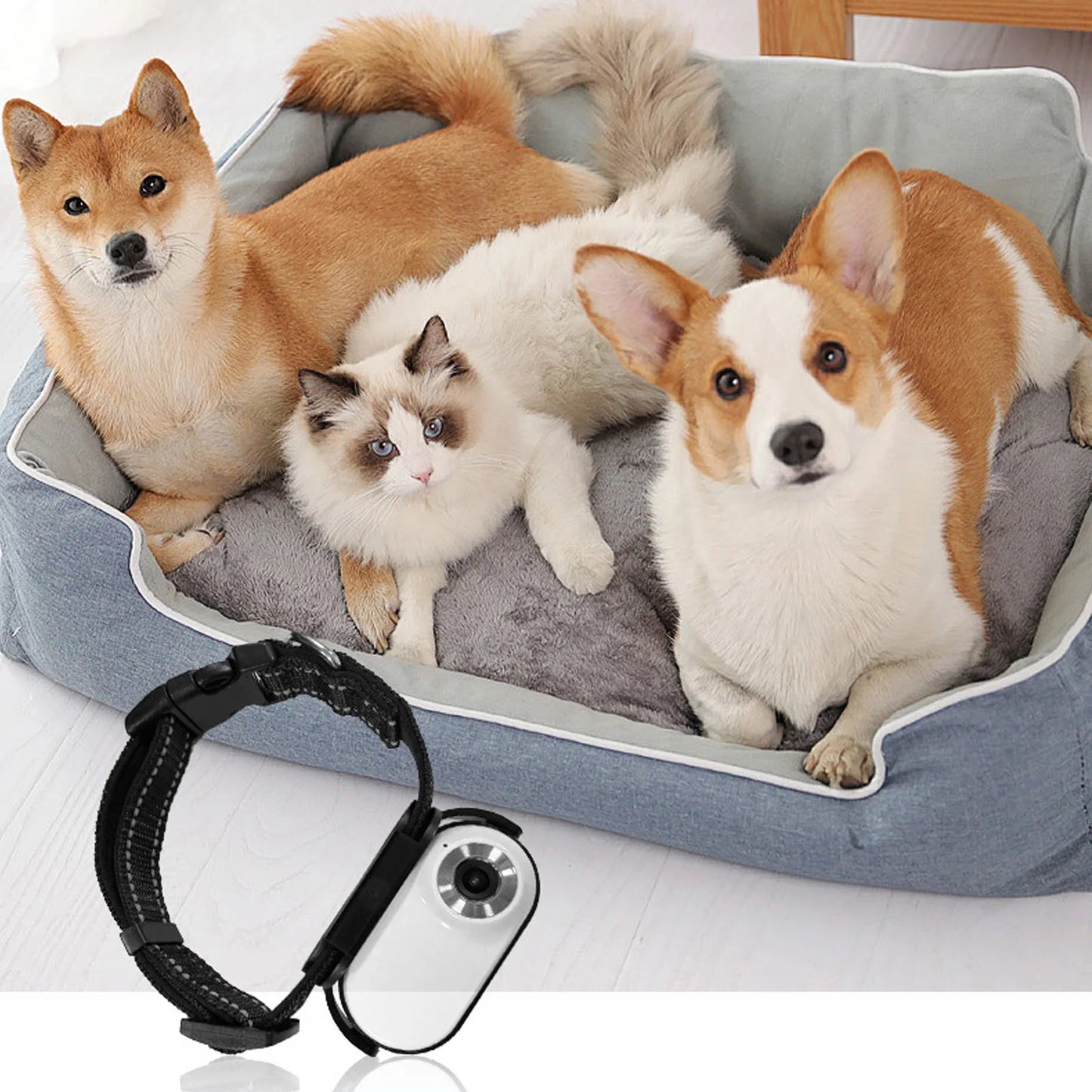Dog Collar Camera with Video Recording - See Life From Your Pet's Perspective!